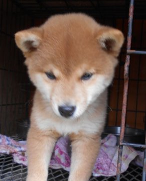 柴犬(豆柴)【鹿児島県・男の子・2021年9月16日・赤色】の写真「行動活発で、マイペース」