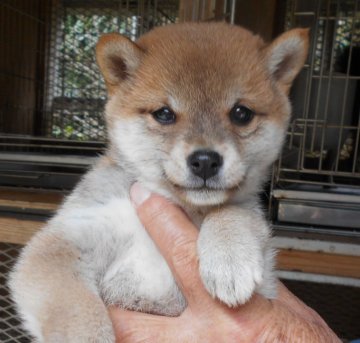 柴犬(豆柴)【鹿児島県・女の子・2020年10月15日・赤色】の写真「毛色良く、性格も穏やか、人懐っこく、飼育しやすい子」