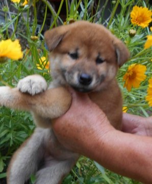 柴犬(標準サイズ)【鹿児島県・女の子・2022年3月11日・赤色】の写真「とても愛らしく、甘えっ子さんなのです。」