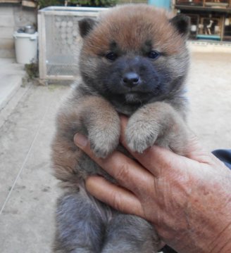 柴犬(豆柴)【鹿児島県・女の子・2019年12月1日・赤色】の写真「まるぽちゃで、愛嬌抜群！」