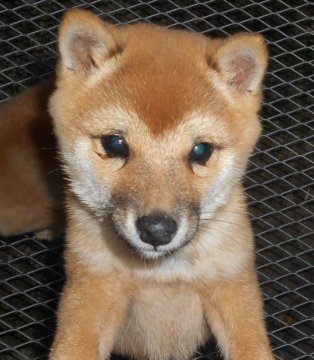 柴犬(豆柴)【鹿児島県・男の子・2019年9月12日・赤色】の写真「毛色良く、性格も穏やか、人懐っこく、飼育しやすい子」