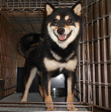 柴犬(標準サイズ)【鹿児島県・女の子・2020年11月3日・黒色】の写真「3匹産まれの1匹で、毛色良く、性格も穏やかです。」