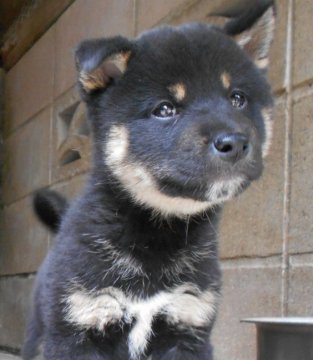 柴犬(標準サイズ)【鹿児島県・男の子・2022年3月11日・黒色】の写真「すくすく成長していて、愛嬌が有ります。」