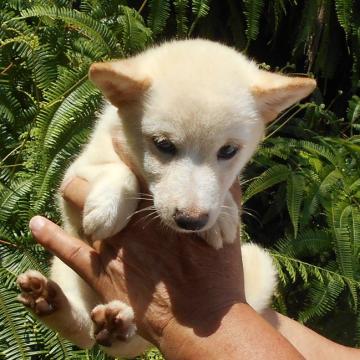 柴犬(豆柴)【鹿児島県・男の子・2022年4月29日・白色】の写真「しろいろで、お鼻が黒色、、元気に成長中です。」