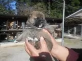 柴犬(標準サイズ)【鹿児島県・女の子・2024年2月10日・赤色】の写真3「ゆったり　のんびり眠いのかもね～」