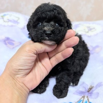 ブルーのティーカッププードルの子犬を探す｜ブリーダー直販の子犬販売【みんなのブリーダー】