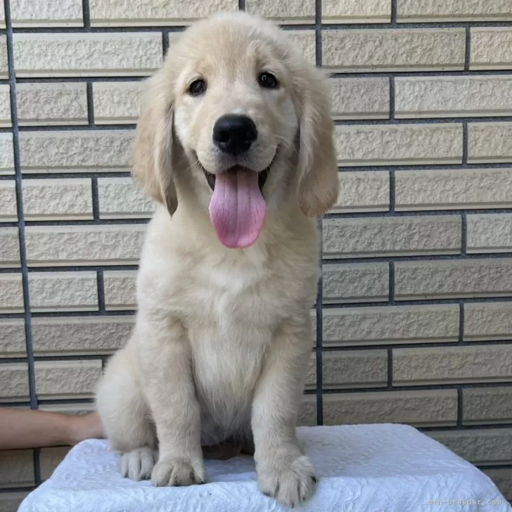 A.H 様のお迎えした子犬