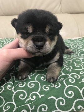 柴犬(標準サイズ)【愛媛県・男の子・2018年2月6日・黒】の写真「まん丸なお顔です。」