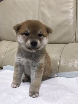 柴犬(標準サイズ)【愛媛県・女の子・2016年9月27日・赤】の写真「かわいい子です。」