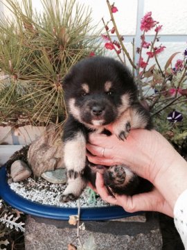 柴犬(標準サイズ)【愛媛県・男の子・2015年1月17日・黒】の写真「とても綺麗です。タヌキ顔」