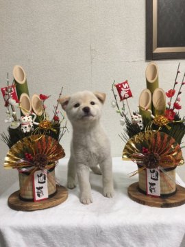 柴犬(標準サイズ)【愛媛県・女の子・2015年11月6日・白】の写真「まっしろな女の子」