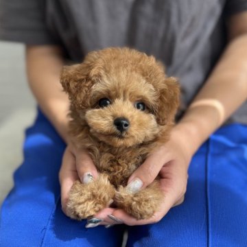 トイプードル(タイニー)【愛媛県・男の子・2024年6月13日・レッド】の写真「最高に可愛い！くりくりおめめです」