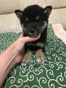 柴犬(標準サイズ)【愛媛県・男の子・2018年4月9日・黒】の写真「とっても元気。かわいいよ」