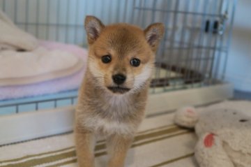 柴犬(豆柴)【愛媛県・女の子・2016年1月16日・赤】の写真「元気な小さな女の子」