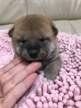 柴犬(標準サイズ)【愛媛県・男の子・2018年3月17日・赤】の写真「元気な男の子です。」