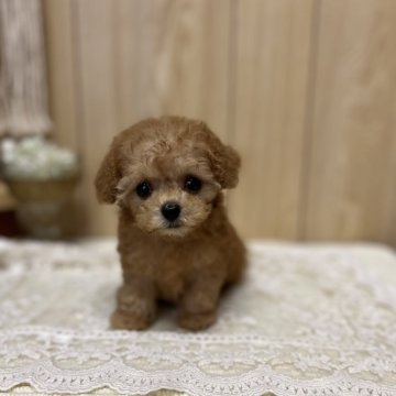 ティーカッププードルの子犬を探す｜ブリーダー直販の子犬販売【みんなのブリーダー】