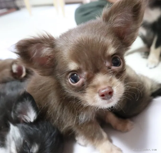 チワワ(父犬)とポメチワ(母犬)のミックス犬【北海道・女の子・2019年7月19日・チョコレ-トタン】の写真1「9/21撮影」