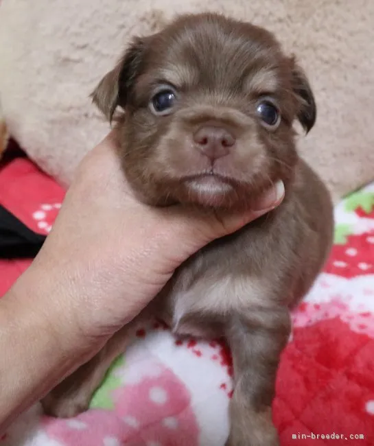 チワワ(父犬)とポメチワ(母犬)のミックス犬【北海道・男の子・2018年10月24日・チョコレ-トタン】の写真1「11/19撮影」