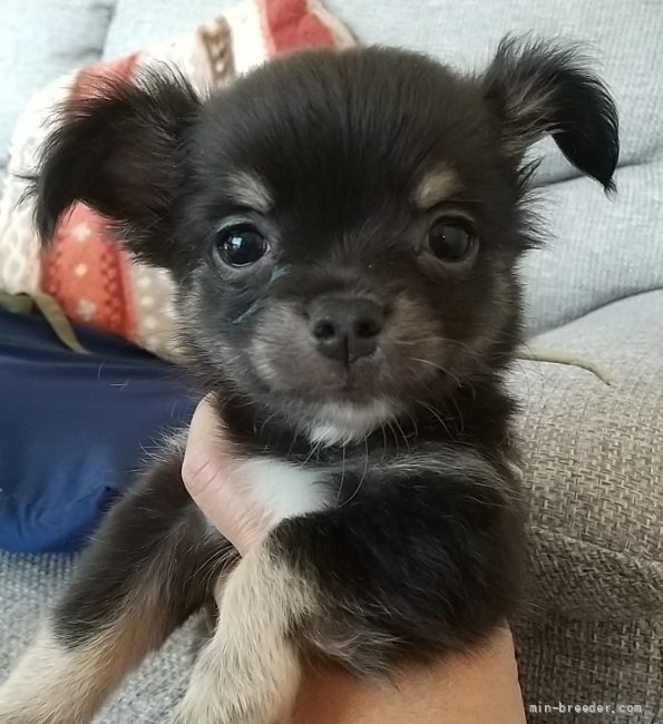 チワワ 父犬 とポメチワ 母犬 のミックス犬 北海道 男の子 22年3月23日 ブラックタン 丸々でムチムチののmix犬 の男の子です みんなのブリーダー 子犬id 24