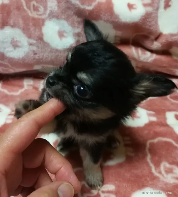 チワワ(父犬)とポメチワ(母犬)のミックス犬【北海道・女の子・2020年10月5日・ブラックタン&amp;ホワイト】の写真1「11/13撮影」