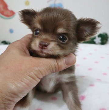 チワワ(父犬)とポメチワ(母犬)のミックス犬【北海道・女の子・2019年7月19日・チョコレ-トタン】の写真「可愛いお顔の人気のチョコカラ－のMIX犬です＾＾」