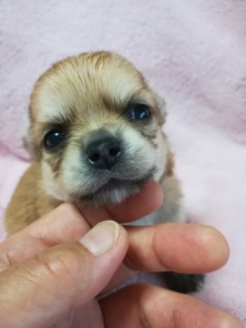 チワワ(ロング)【北海道・男の子・2020年8月7日・フォ-ン】の写真「ムチムチの男の子です‼」