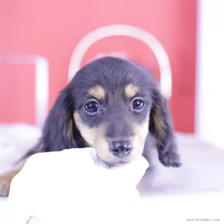 Y.Ｉ 様のお迎えした子犬