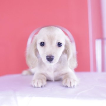 カニンヘンダックスフンド(ロング)【愛知県・男の子・2024年11月15日・イエロー】の写真「出生証明有💗ダックスアワード全国1位　11冠」