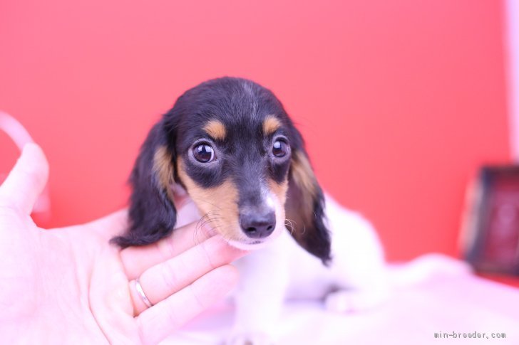 ミニチュアダックスフンド ロング 女の子 ブラックタンパイボールド 19 05 27生まれ 愛知県 子犬id 1906 希少カラーの パイボールド Pra安心 みんなのブリーダー