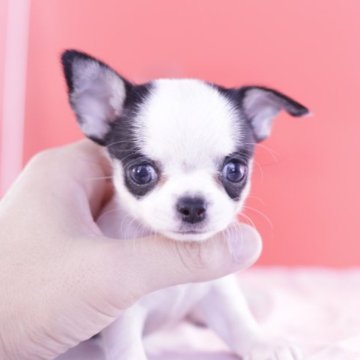 チワワ(スムース)【愛知県・女の子・2023年7月10日・ホワイト&ブラック】の写真「かわいー❤️PRAクリア」