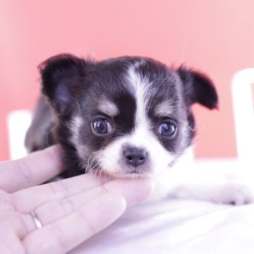 チワワ(ロング)【愛知県・女の子・2023年7月16日・ブラックタン&ホワイト】の写真「かわいー❤️PRAクリア」