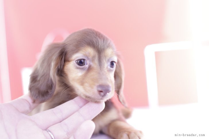 ふちやすみいろいろわんこ ☆フレンチブルドッグ、ダックスフンド - 置物