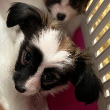 パピヨンの子犬を探す｜ブリーダー直販の子犬販売【みんなのブリーダー】