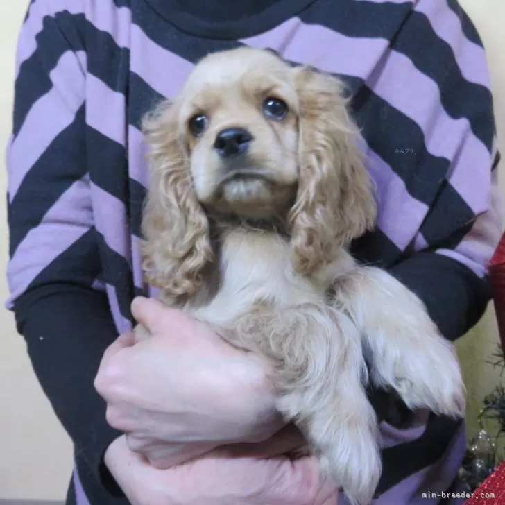 父犬はアメリカチャンピオン孫バフ。 | アメリカンコッカースパニエル