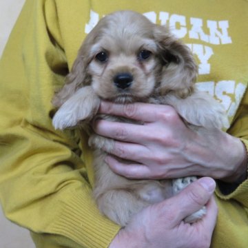 アメリカンコッカースパニエル【愛知県・女の子・2024年9月18日・バフ】の写真「父犬はアメリカチャンピオン孫バフ。」