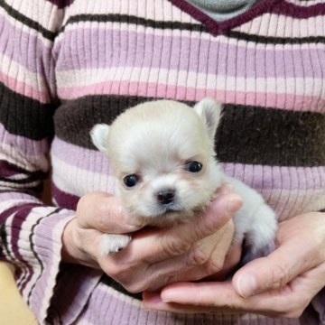 チワワ(ロング)【愛知県・女の子・2025年2月12日・クリーム】の写真「とってもちっちゃい女の子（極小サイズ）」