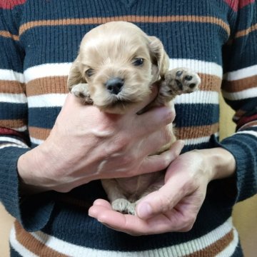 アメリカンコッカースパニエル【愛知県・女の子・2025年4月8日・バフ】の写真「バフ四姉妹」