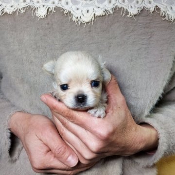 チワワ(ロング)【愛知県・男の子・2025年1月23日・クリーム】の写真「ちっちゃい女の子顔の男の子」