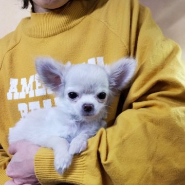 チワワ(ロング)【愛知県・男の子・2024年11月5日・クリーム】の写真「小さい子」