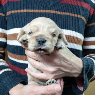 アメリカンコッカースパニエル【愛知県・女の子・2025年4月8日・バフ】の写真「バフ四姉妹」