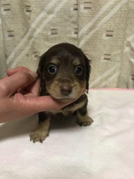 ミニチュアダックスフンド(ロング)【岡山県・女の子・2018年10月10日・チョコタン】の写真「見てください！」