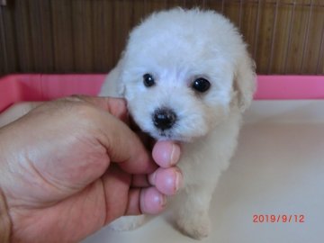 トイプードル(トイ)【岡山県・女の子・2019年7月29日・ホワイト】の写真「白くて足の短いドワーフタイプ」