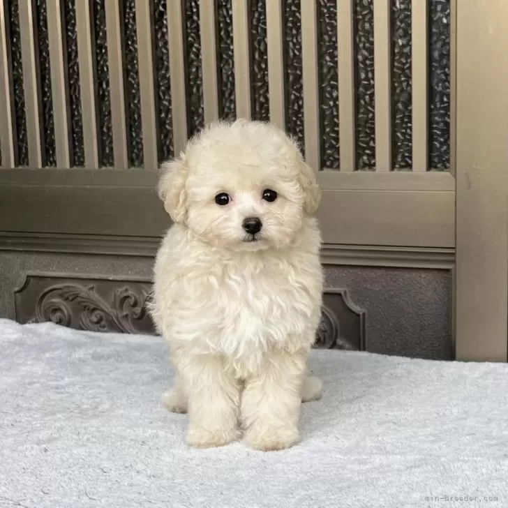 なつ 様のお迎えした子犬