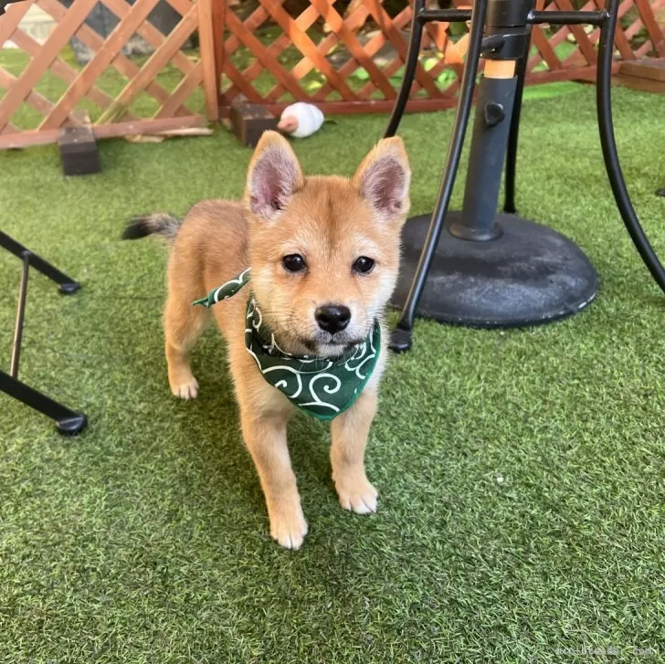 きなこママ 様のお迎えした子犬