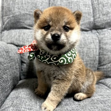 柴犬(豆柴)【埼玉県・男の子・2024年9月27日・赤】の写真「極小豆柴✨両親の体重5k以下です‼️」