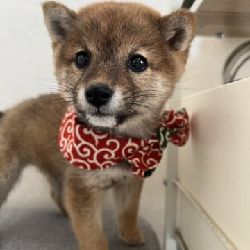 柴犬(豆柴)【埼玉県・女の子・2024年10月2日・赤】の写真「クリスマス🎁キャンペーンにつきお値下げ中です✨」