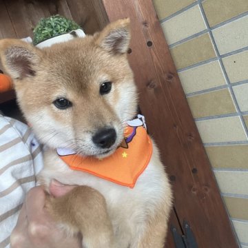 柴犬(豆柴)【埼玉県・男の子・2024年5月25日・赤】の写真「happyHalloween🎃キャンペーン中✨」