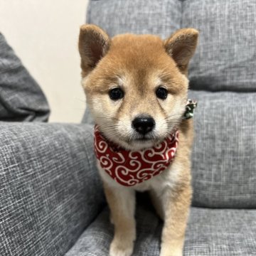 柴犬(豆柴)【埼玉県・女の子・2024年5月17日・赤】の写真「小さな小さなお姫様✨」