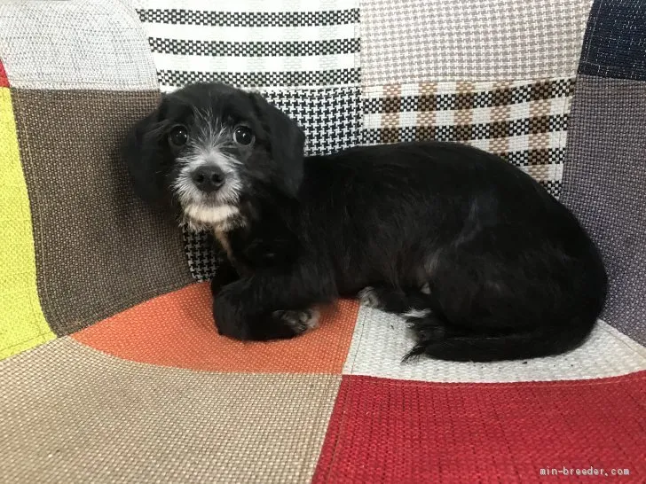 うきさん 様のお迎えした子犬