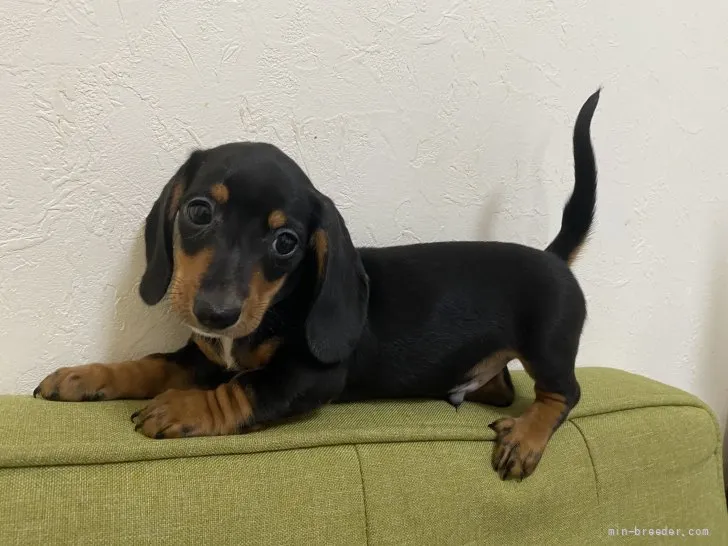 りょーぞー 様のお迎えした子犬